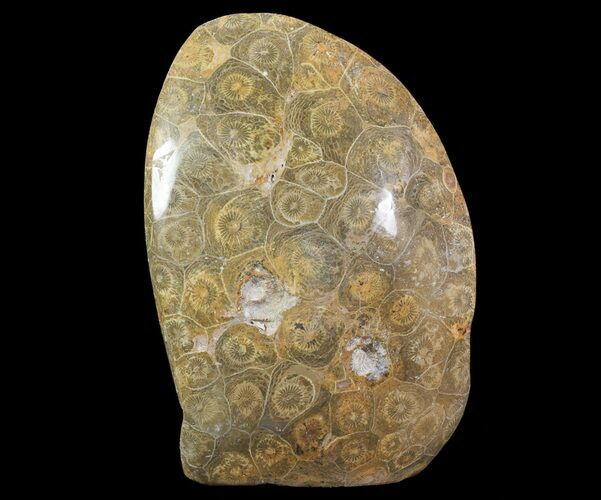Free-Standing Polished Fossil Coral (Actinocyathus) Display #69347